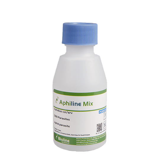 Aphiline CE Mix - 500 units per 125ml bottle - Biological Control